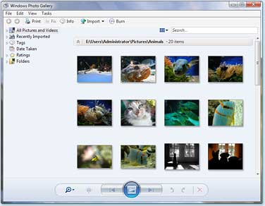 Windows Photo Gallery window